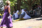 The Seaguls resting in the shade