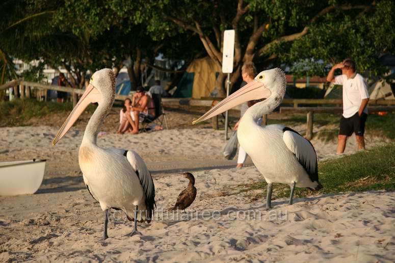 Two Pelicans and a Little Cormorant on the beach at Noosa