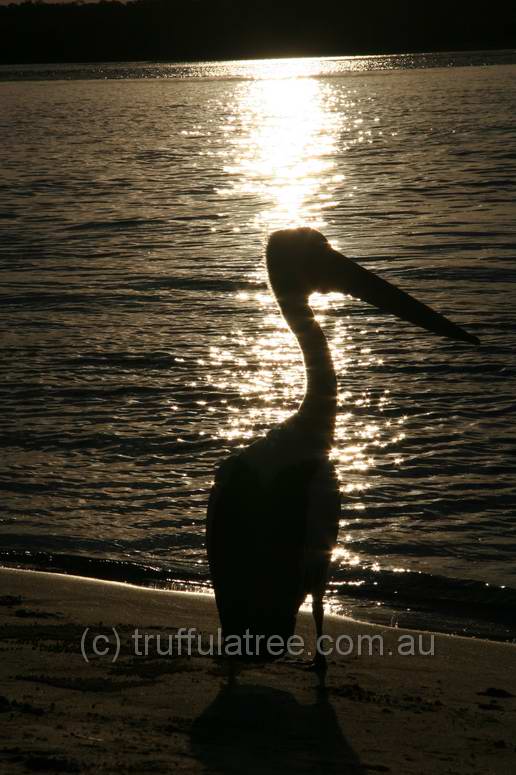 Pelican at sunset in Noosa