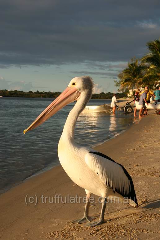 Pelican at sunset in Noosa