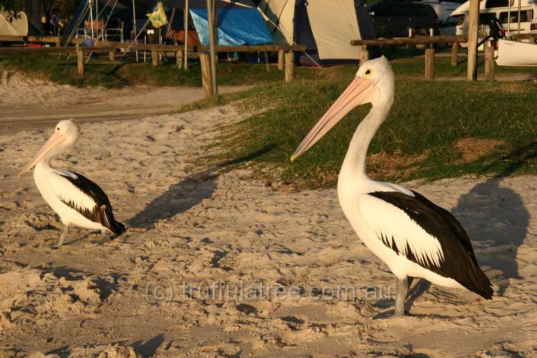 Two Pelicans