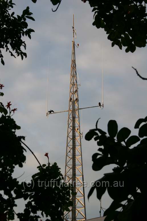 Cormorants on the radio mast