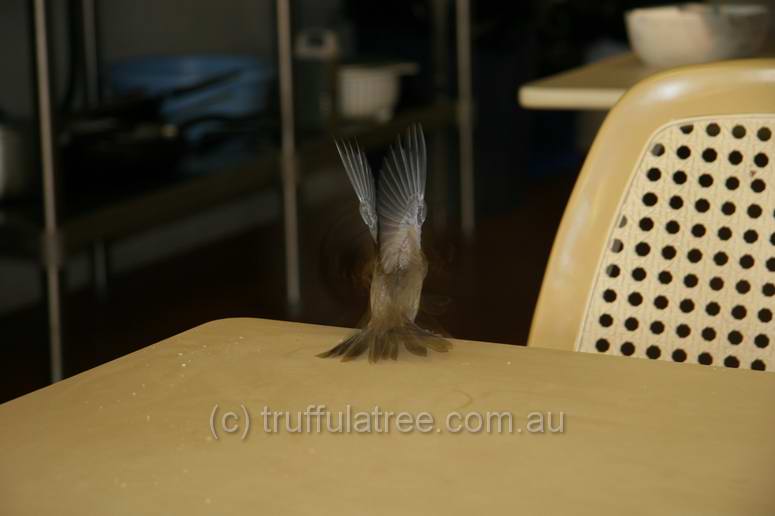 Sparrow, Rainbow Beach