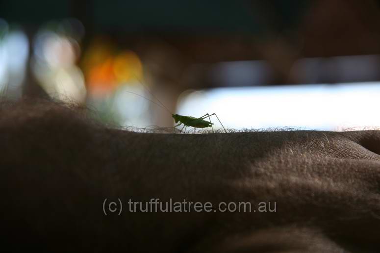 Baby grasshopper, Cool Bananas