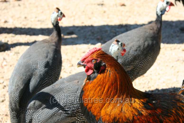 Guinea Fowl and a chook