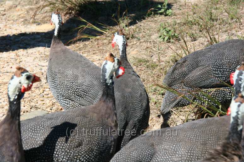 Guinea Fowl