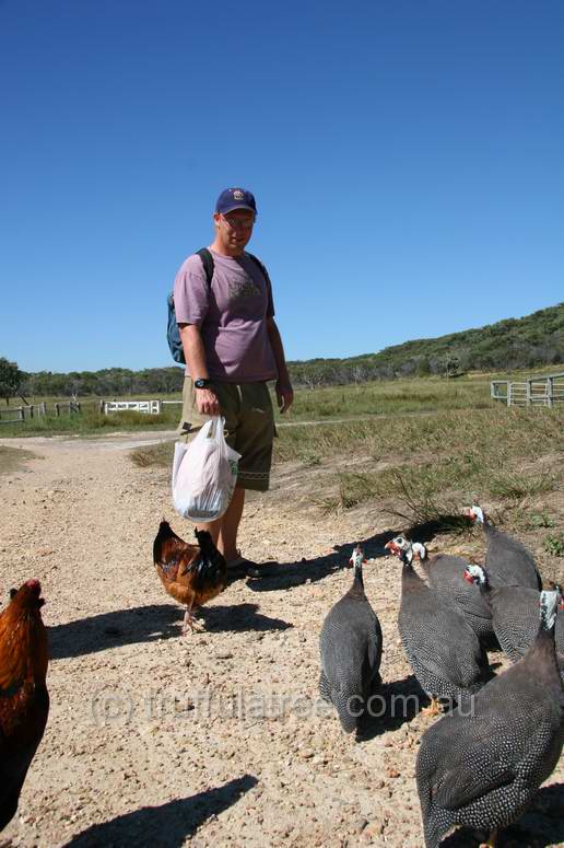 Scott, Guinea Fowl and a chook