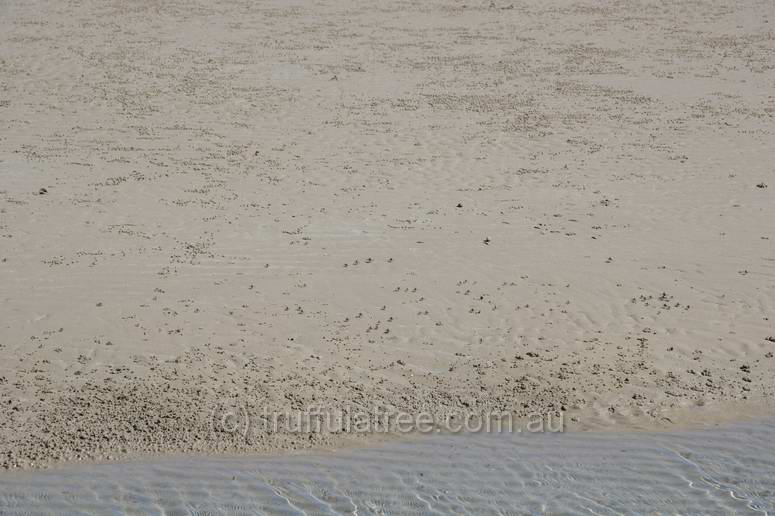 Hundreds of tiny crabs scuttling away from me on the sands of Great Keppel Island