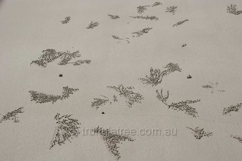 Balls of sand deposited by crabs