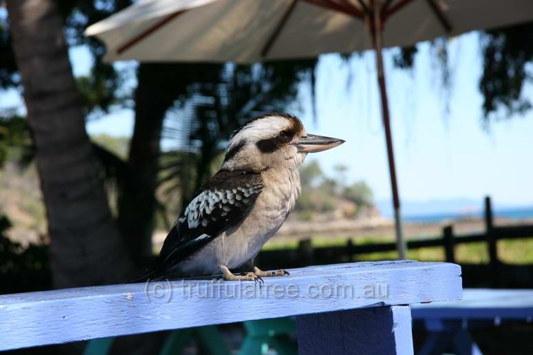 Kookaburra