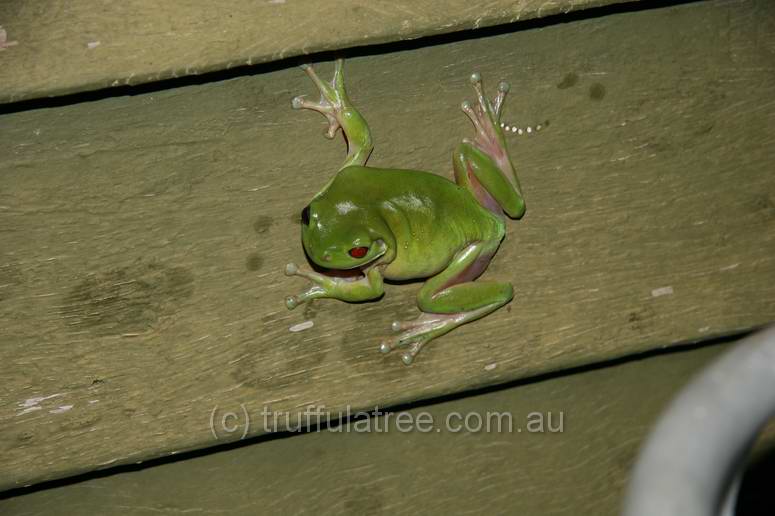 White-lipped Tree Frog, Emu Park