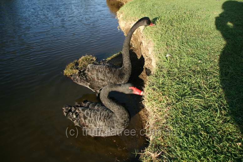 Black Swans