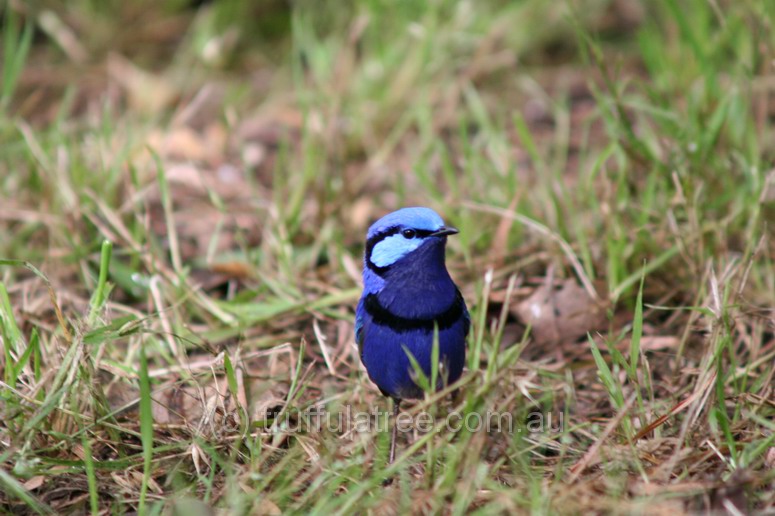 Male Splendid Fairy-Wren