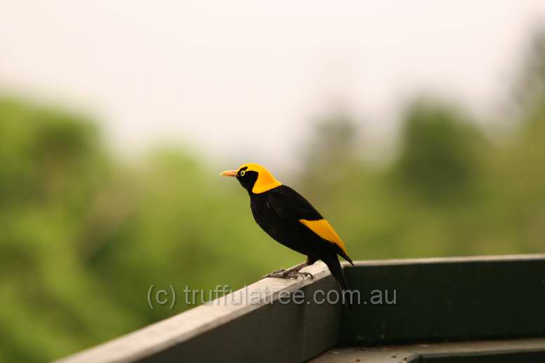 Regent Bower Bird