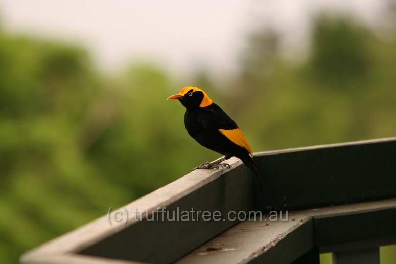 Regent Bower Bird