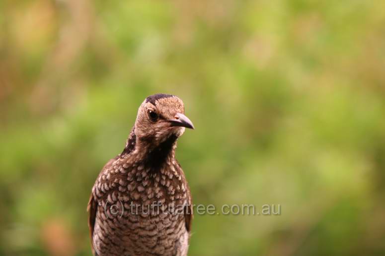 Regent Bower Bird