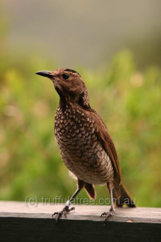 Regent Bower Bird