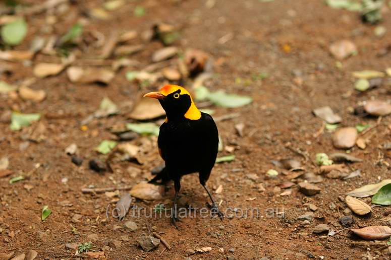 Regent Bower Bird