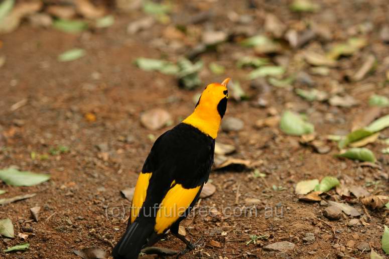 Regent Bower Bird