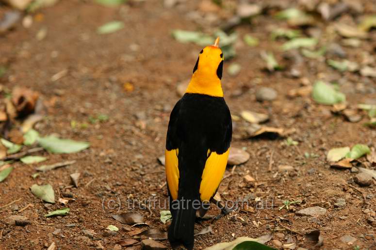 Regent Bower Bird