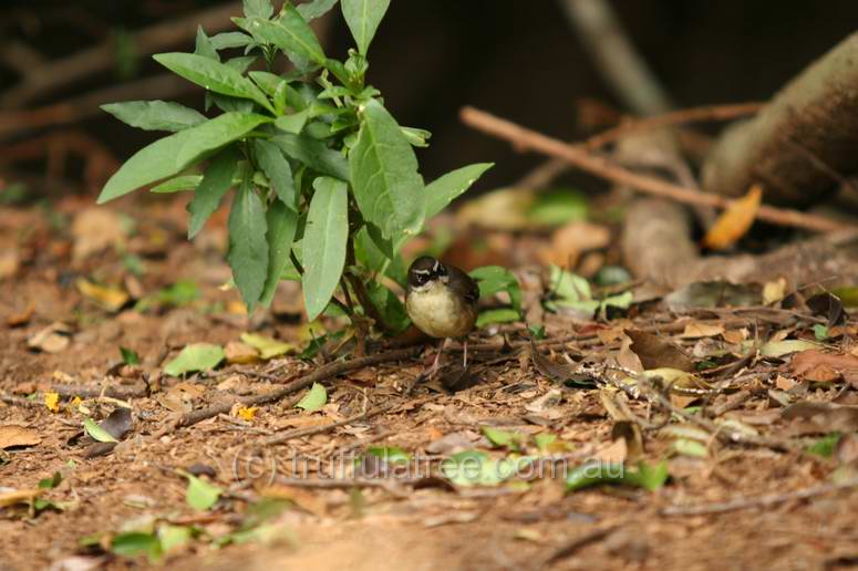 White Browed Scrub Wren