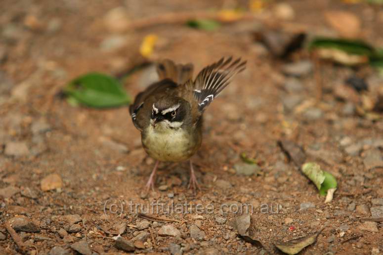 White Browed Scrub Wren