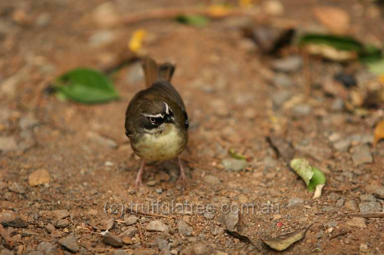 White Browed Scrub Wren