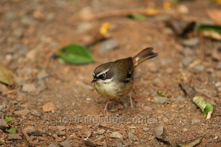 White Browed Scrub Wren