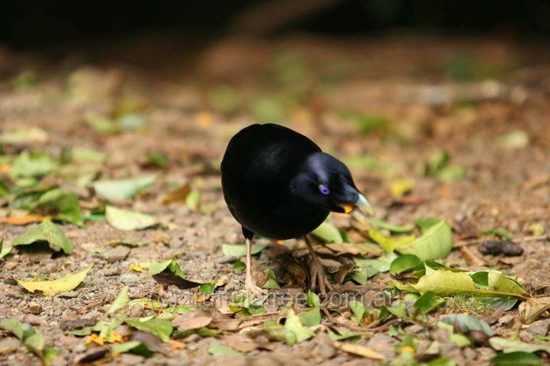 Satin Bower Bird