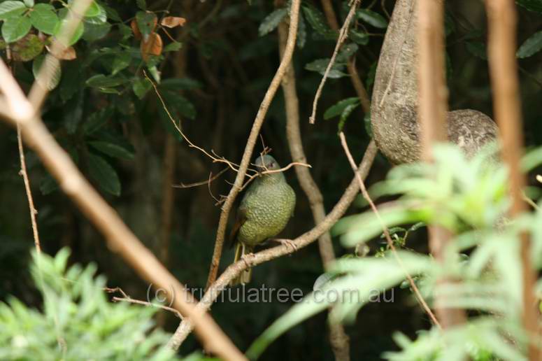 Satin Bower Bird