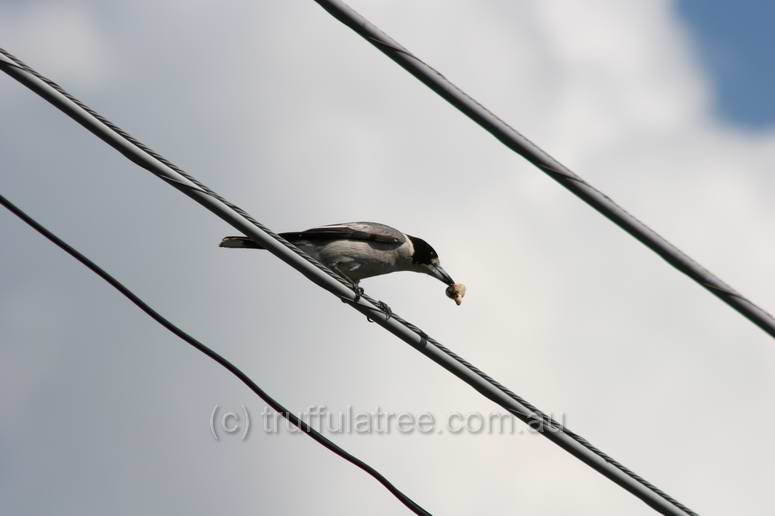 Grey Butcher Bird