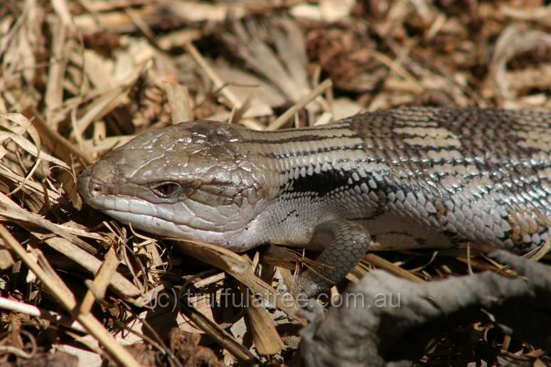 Blue-tongue Lizard