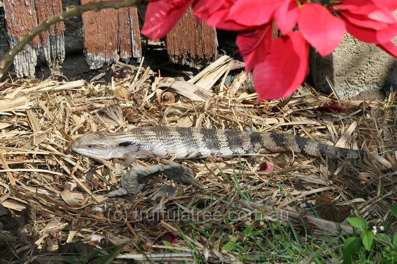 Blue-tongue Lizard