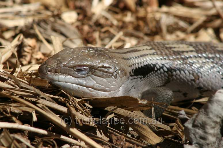 Blue-tongue Lizard