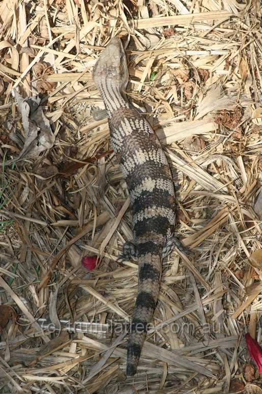 Blue-tongue Lizard