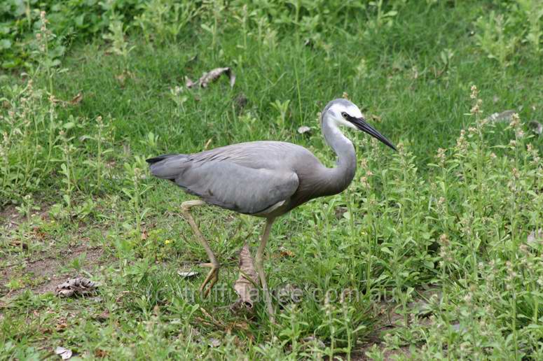 White-faced Heron