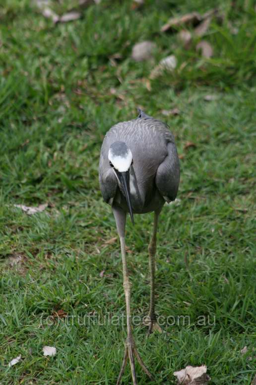 White-faced Heron