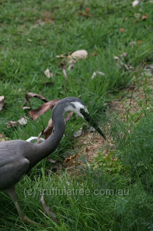 White-faced Heron