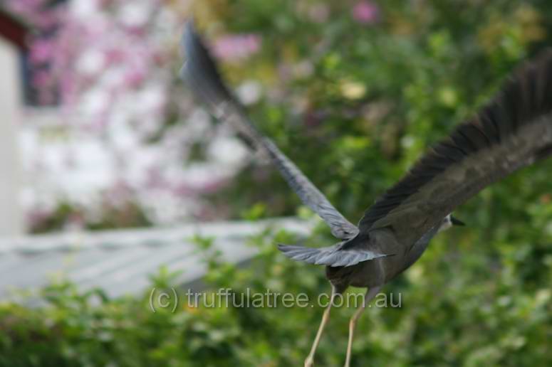 White-faced Heron