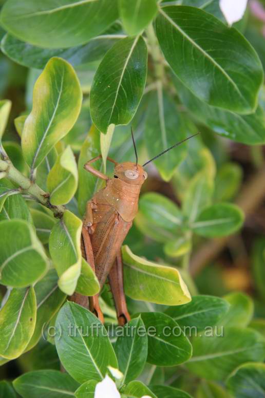 A massive grasshopper