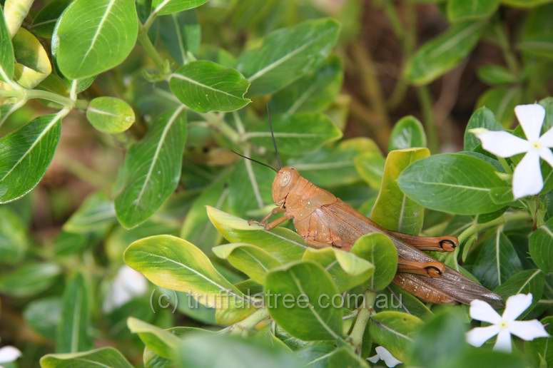 A massive grasshopper