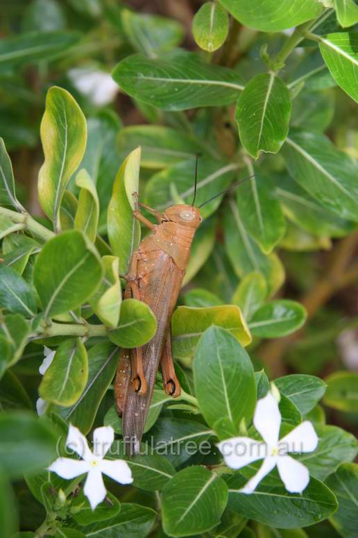 A massive grasshopper