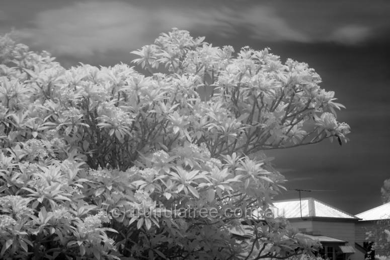 Frangipani tree by infrared