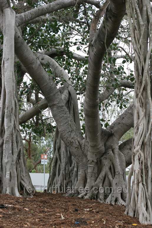 Dutton Park Cemetary