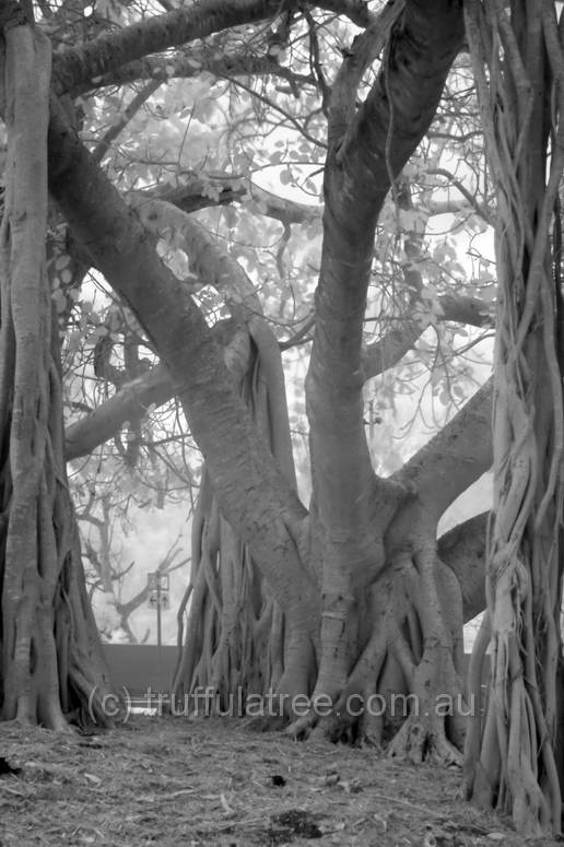 Dutton Park Cemetary in near Infrared