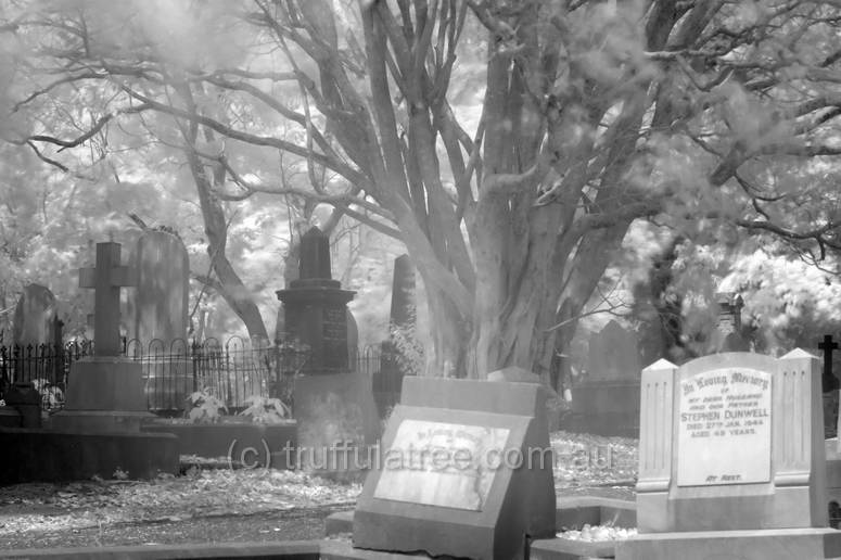 Dutton Park Cemetary in near Infrared