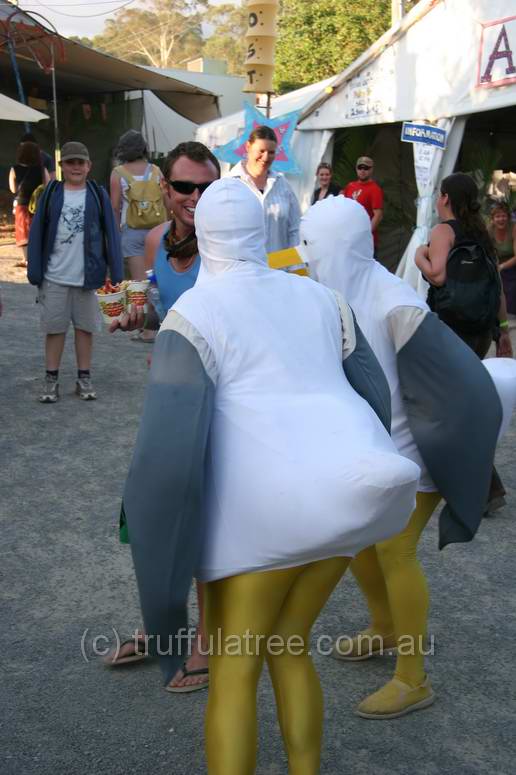 Seagulls demanding chips