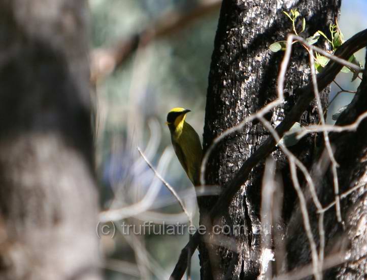 Yellow-tufted Honeyeater