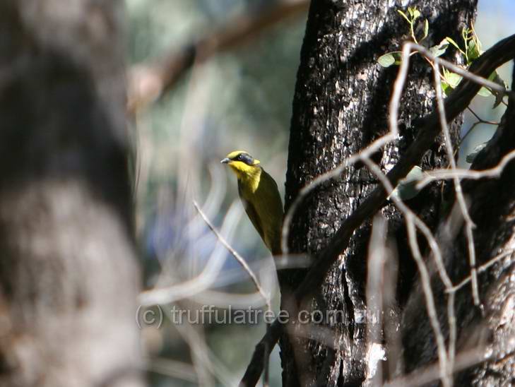 Yellow-tufted Honeyeater