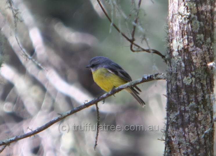 Eastern Yellow Robin